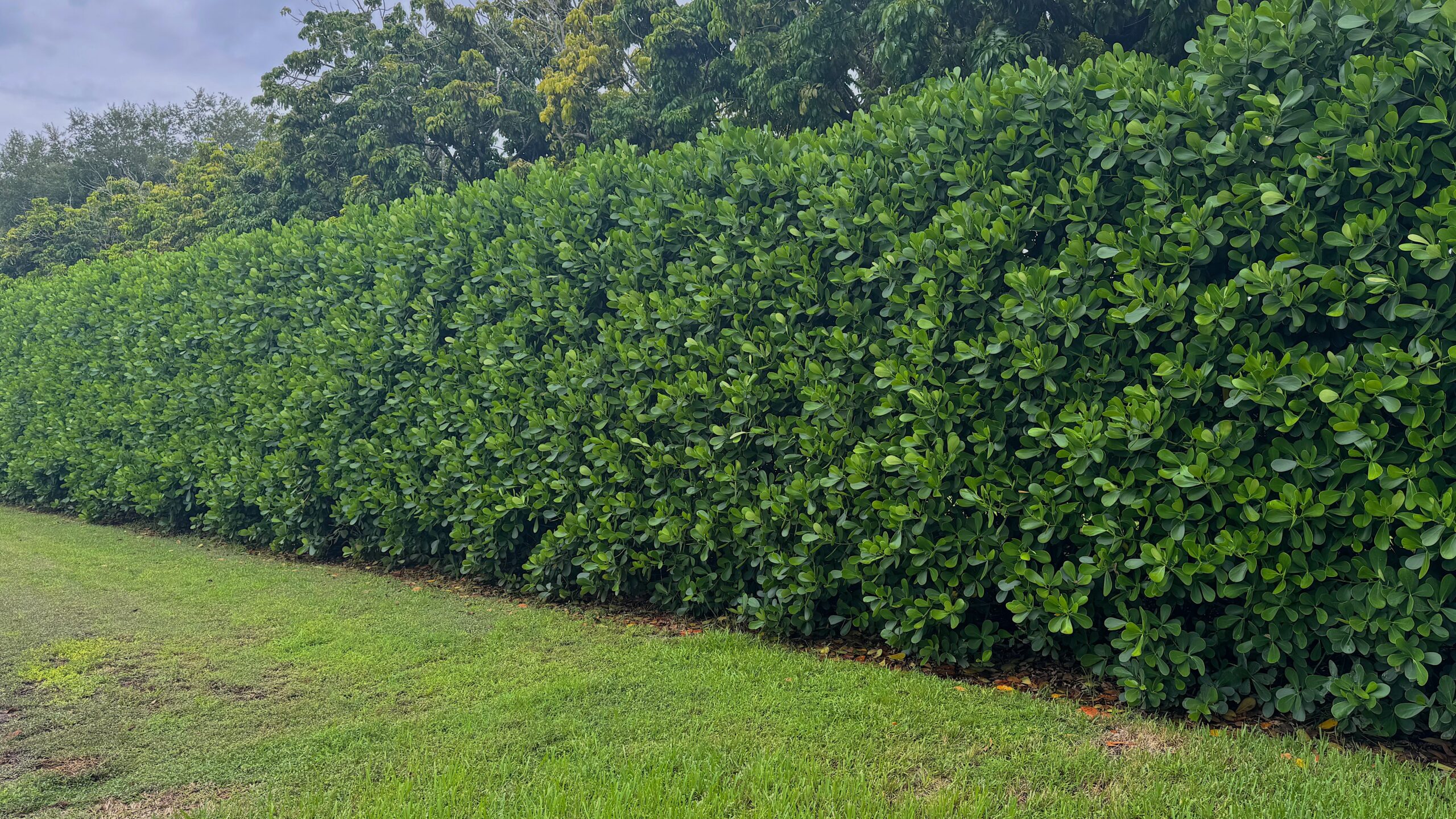 Clusia privacy hedge installation jupiter