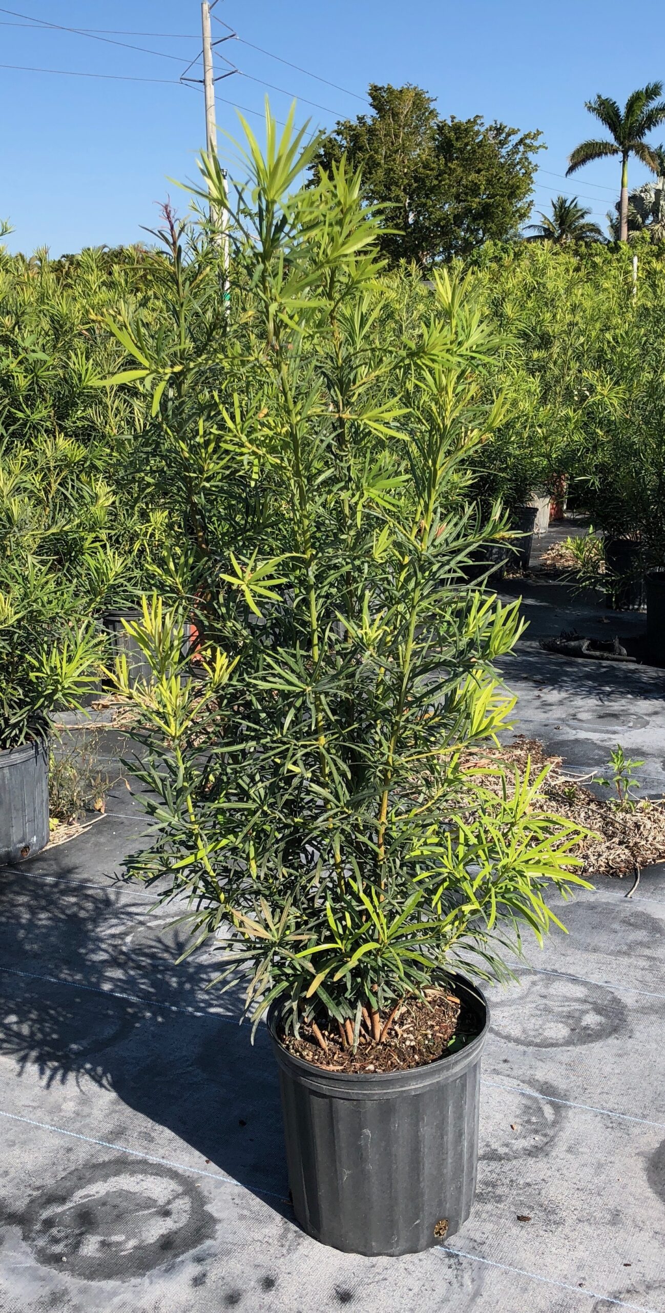 7 gallon podocarpus privacy hedge installation Boca Raton