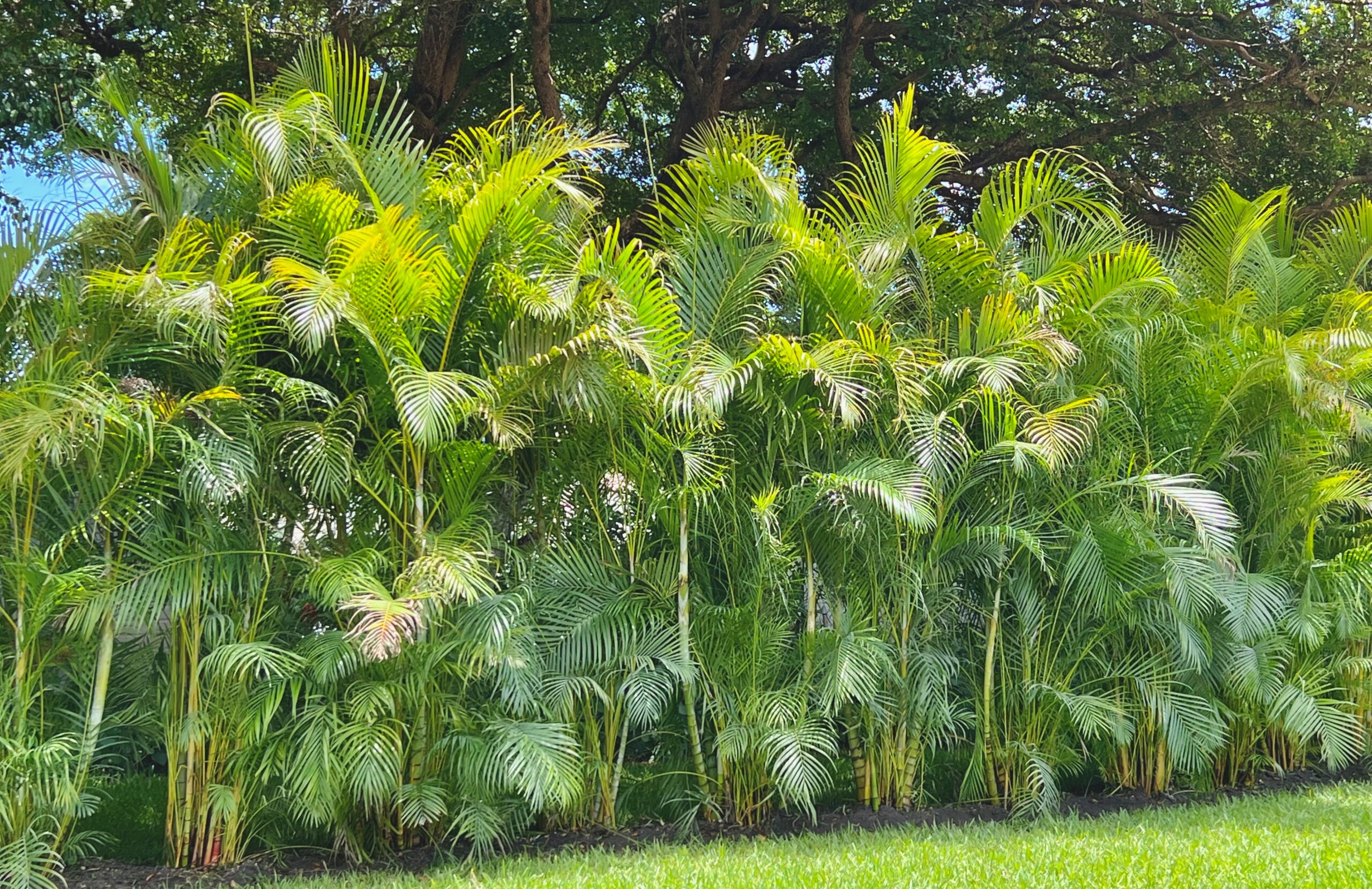 Areca palm privacy hedge installation Palm Beach