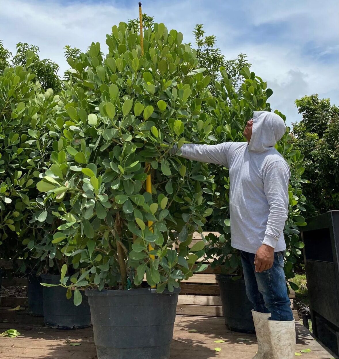 Clusia privacy hedge installation miami