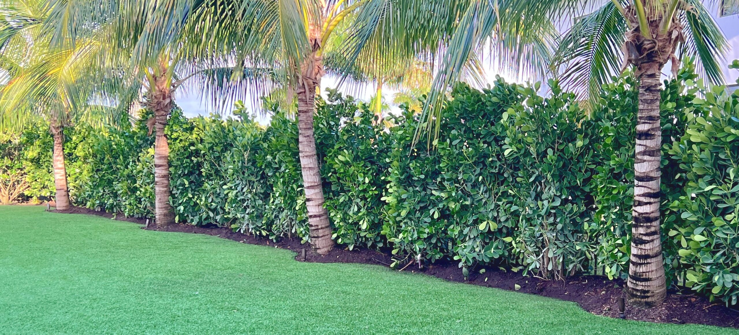 Clusia privacy hedge installation miami