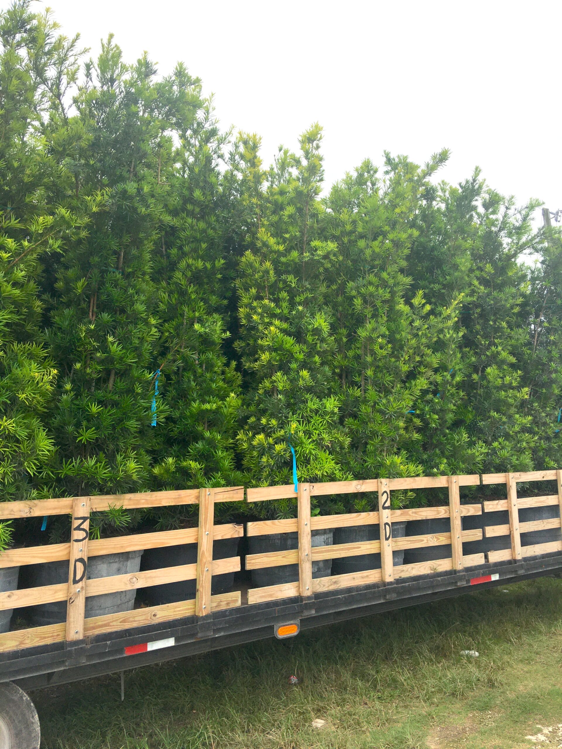 Podocarpus privacy hedge installation broward